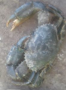 Live Green Crab XXL