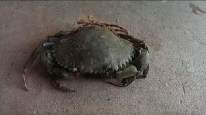 Live Sea Crab XL