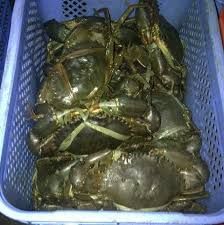 Live Green Mud Crabs