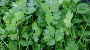 fresh coriander leaves