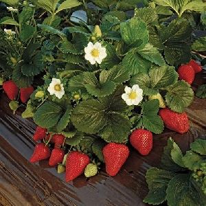 Strawberry Mother Plant