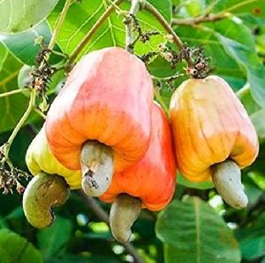 Cashew Nut Apple