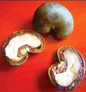 Organic Areca Nuts