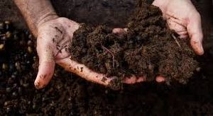 Compost Based Organic Fertilizer