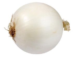 Fresh Big White Onion