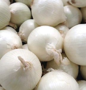 Organic Large White Onion