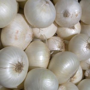 Organic White Onion