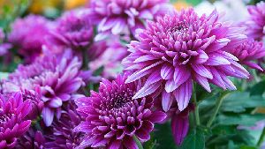 chrysanthemum flower