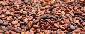 Brown Cocoa Beans