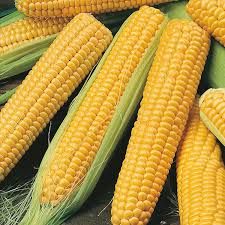 Hybrid Yellow Corn