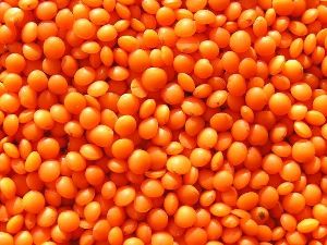 Whole Red Lentils