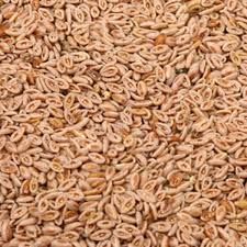 Natural Psyllium Seeds