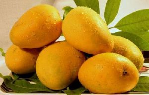 Yellow Delicious Mango