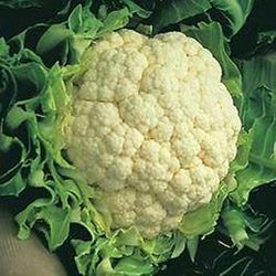 fresh cauliflower