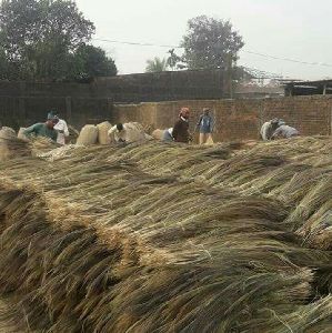 Grass broom raw materials