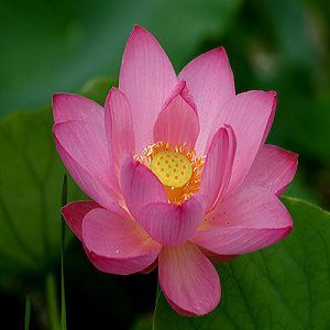 pink lotus oil