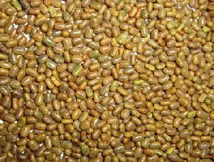 sesbania seed