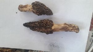 Dry Gucchi Mushroom