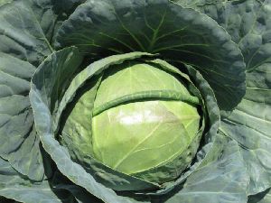 Fresh Hybrid Cabbage