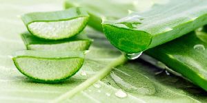 Fresh Organic Aloe Vera Leaves