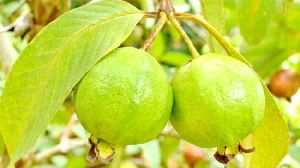 fresh guava