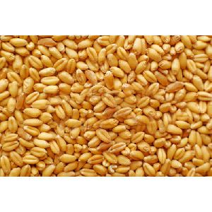 Raj 1482 Wheat Seeds