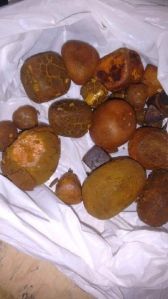 Cow Gallstones
