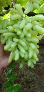 Fresh Seedless Grapes