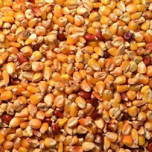 Dried Maize Seeds