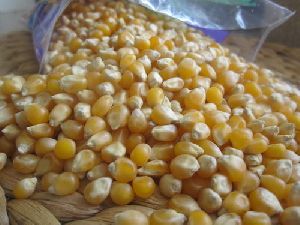 Food Grade Maize Seeds