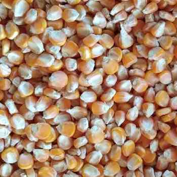 maize seeds