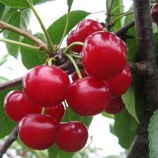 Natural Red Cherries