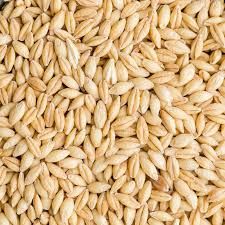 Organic Barley Seeds