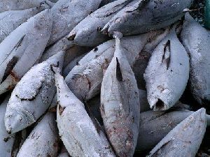 Frozen Bonito Tuna Fish