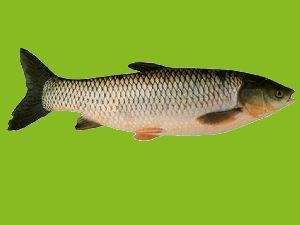 Fresh Grass Carp Fish