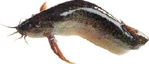 Fresh Magur Fish