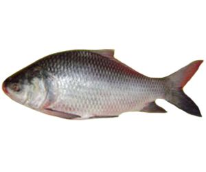 Silver Catal Fish
