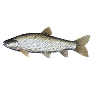 Silver Grass Carp Fish