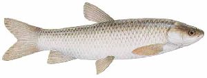 White Grass Carp Fish
