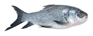 Whole Catla Fish