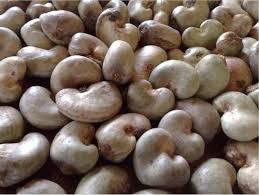 Shelled Raw Cashew Nuts