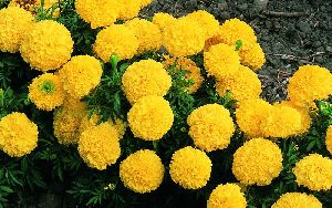 Fresh Yellow Marigold