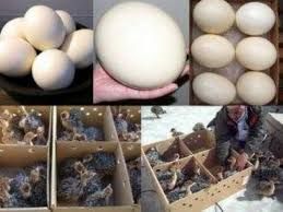 Ostrich Egg