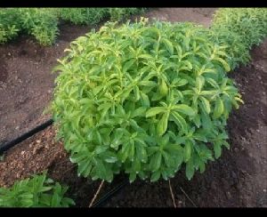 Stevia Plants