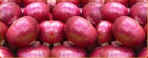 Fresh Big Red Onion