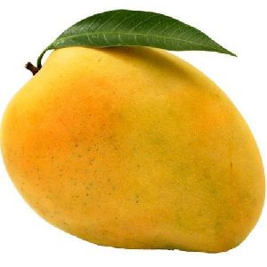 Fresh Yellow Mango