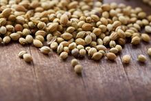 High Quality Coriander Seeds