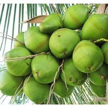 fresh tender coconut