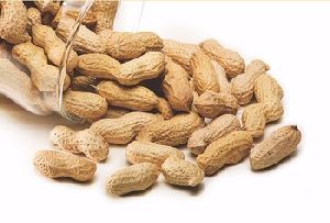 ground nut