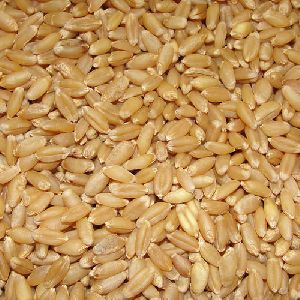 Brown Wheat Seeds